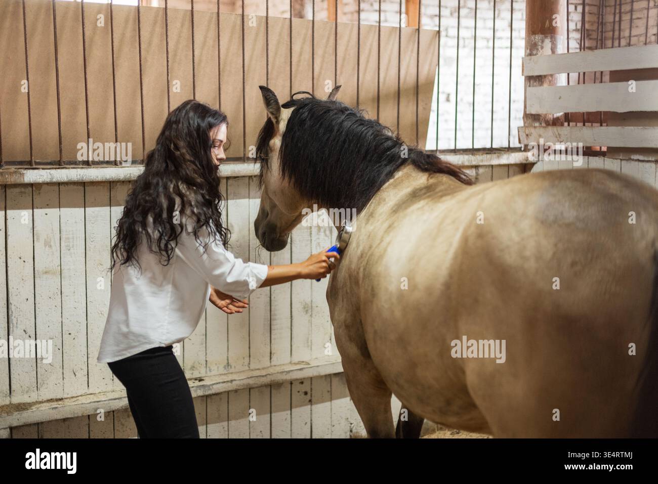 Fille effectuant la routine de toilettage de cheval dans l'étable en bois. Soins du cheval dans l'écurie, femme brossant cheval pour l'hygiène et le collage. Banque D'Images