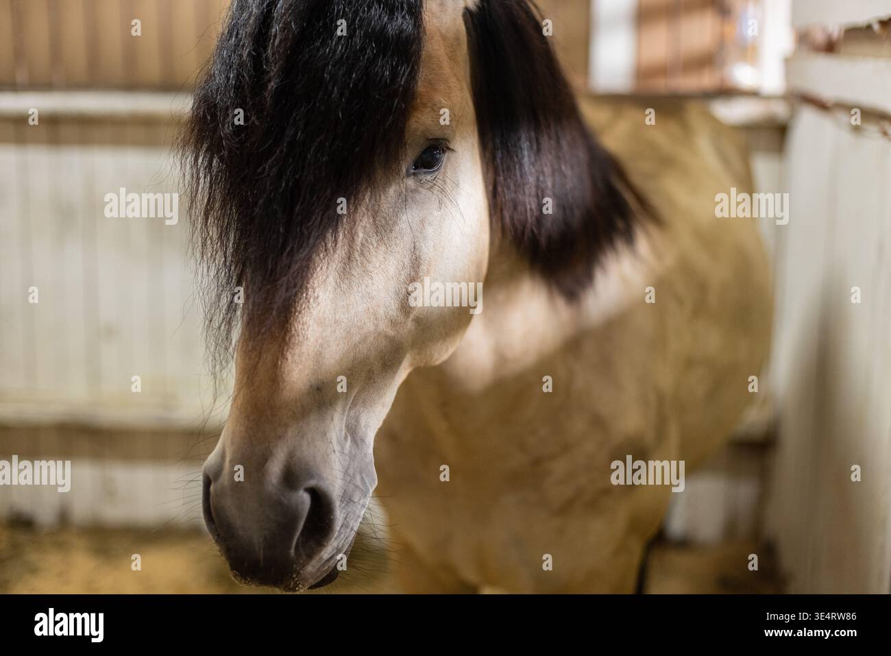Gros plan d'un beau cheval avec crinière noire debout dans l'étable, symbole de force, grâce et mode de vie équestre. Cheval avec de longs looki de crinière noire Banque D'Images