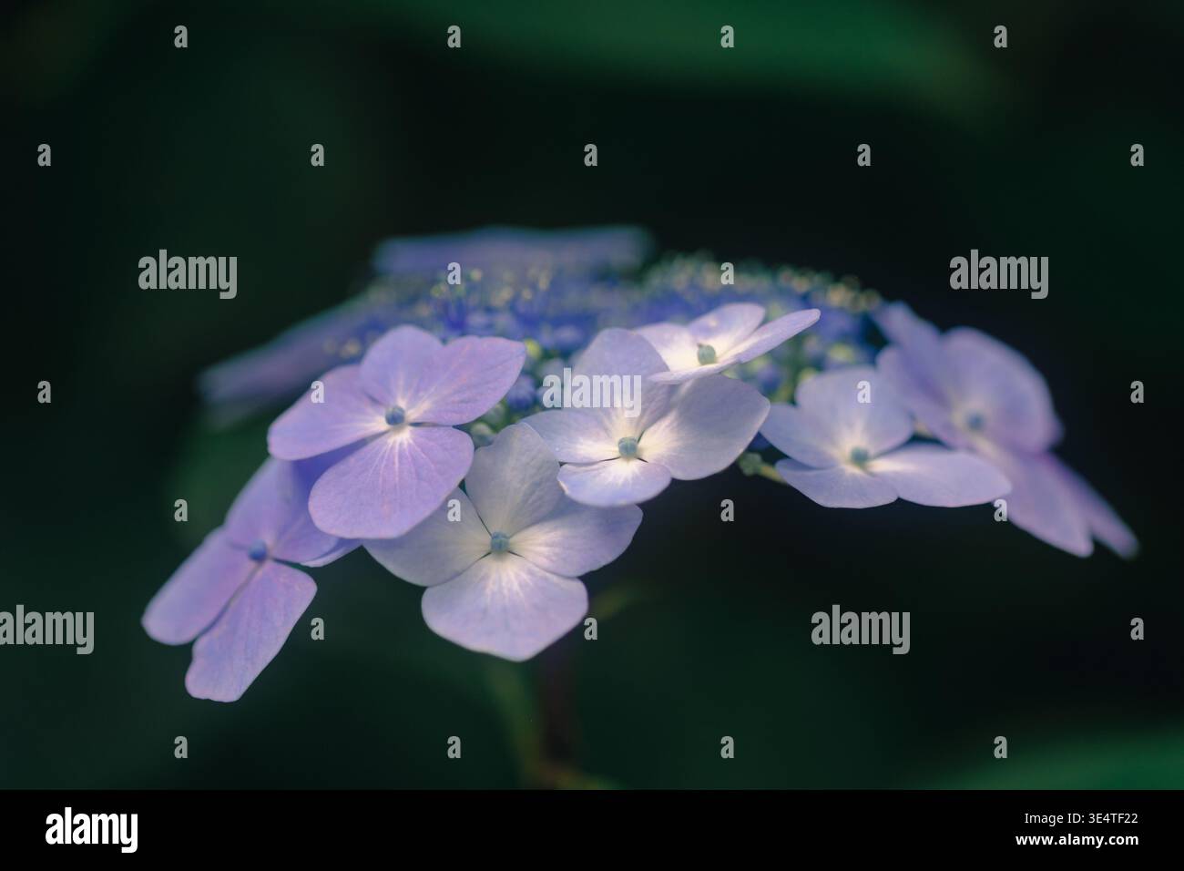 Cose up d'une hortensia bleue/violette. Banque D'Images
