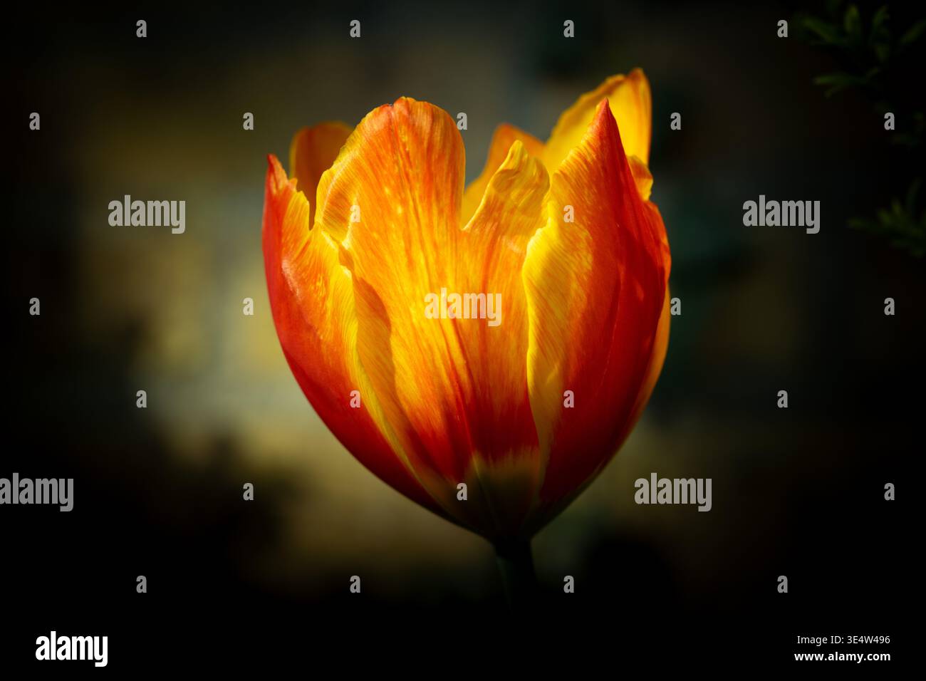 Gros plan et macrovues internes d'une tulipe orange et jaune éclatante. Plan horizontal extérieur montrant la structure des pétales et les étamines chargées de pollen. Banque D'Images