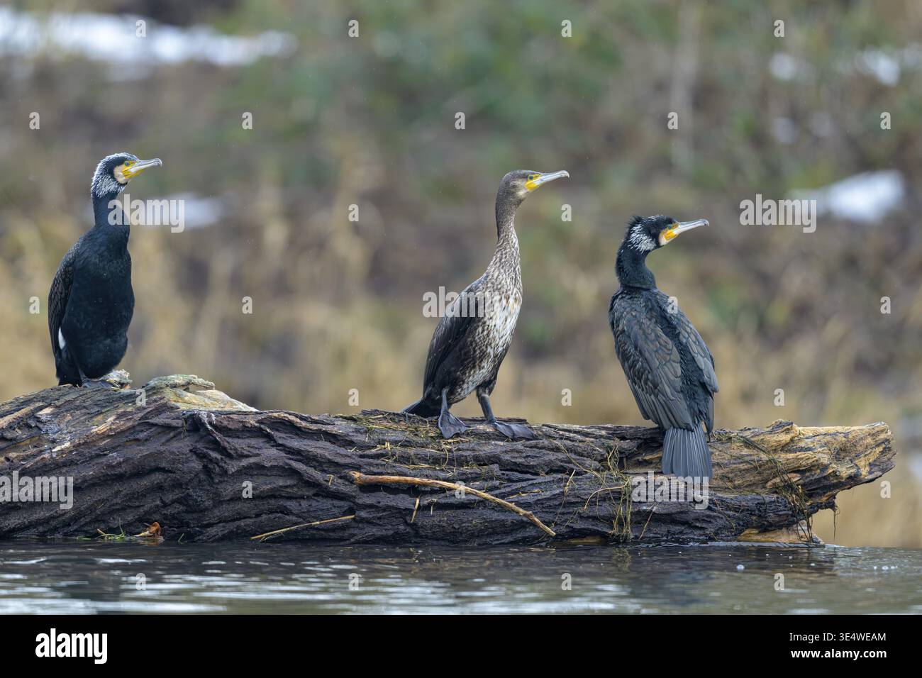 Trois cormorans (Phalacrocorax carbo) debout sur un tronc d'arbre couché dans l'eau, Guxhagen, Hesse, Allemagne Banque D'Images