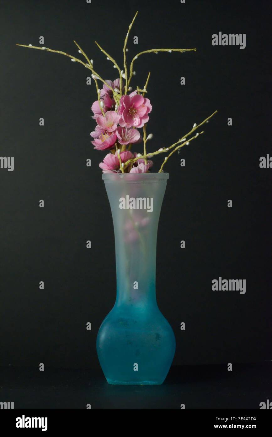 Fleurs de cerisier roses dans un vase en verre bleu givré sur fond noir Banque D'Images