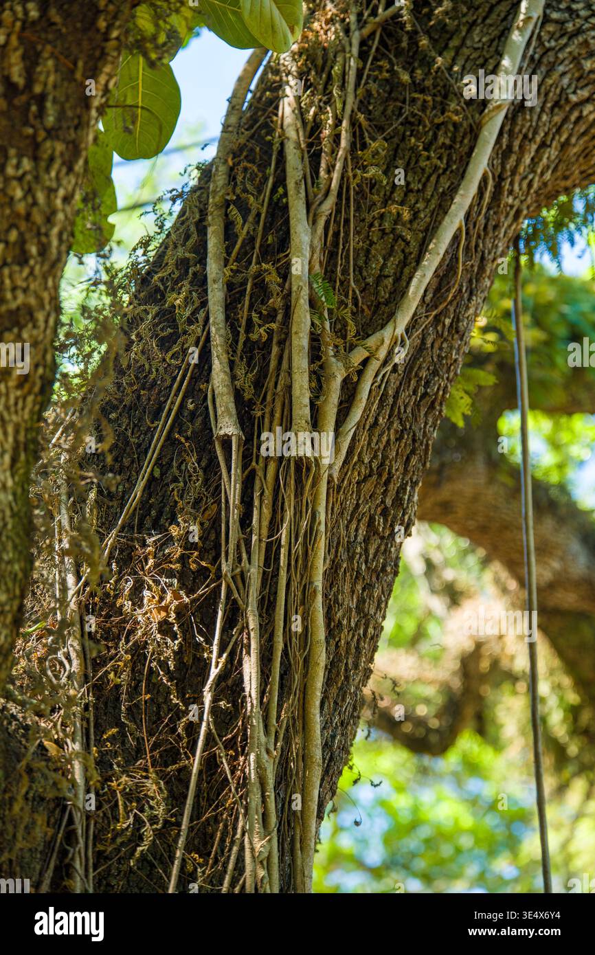 Des vignes parasitaires brunes séchées et des épiphytes cisaillées s'enroulent autour d'un grand tronc d'arbre dans une forêt tropicale. Banque D'Images