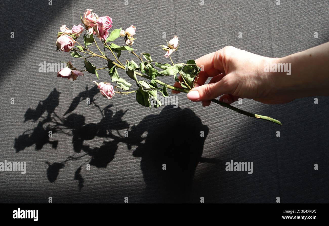 Une main tient une branche de roses séchées au-dessus d'une surface sombre. La lumière du soleil projette des ombres claires sur les fleurs et les feuilles. L'image montre les détails dans le f Banque D'Images