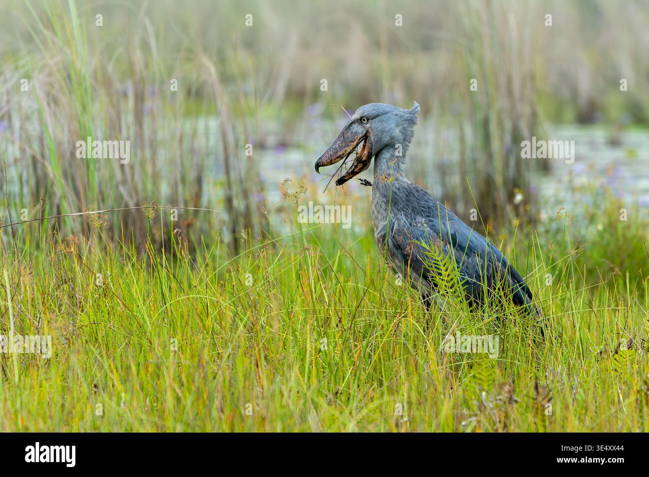 Cigogne Shoebill (Balaeniceps rex) dans les marais d'Entebbe, Ouganda en mars Banque D'Images