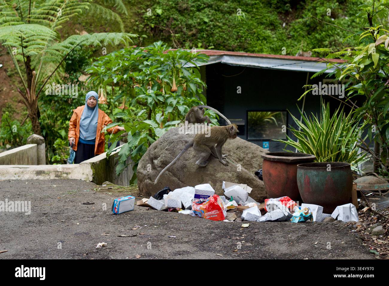 Femme regarde des macaques fouiller à travers la litière près de Coban Rondo, Java oriental, Indonésie, montrant l'interaction homme-faune. Banque D'Images