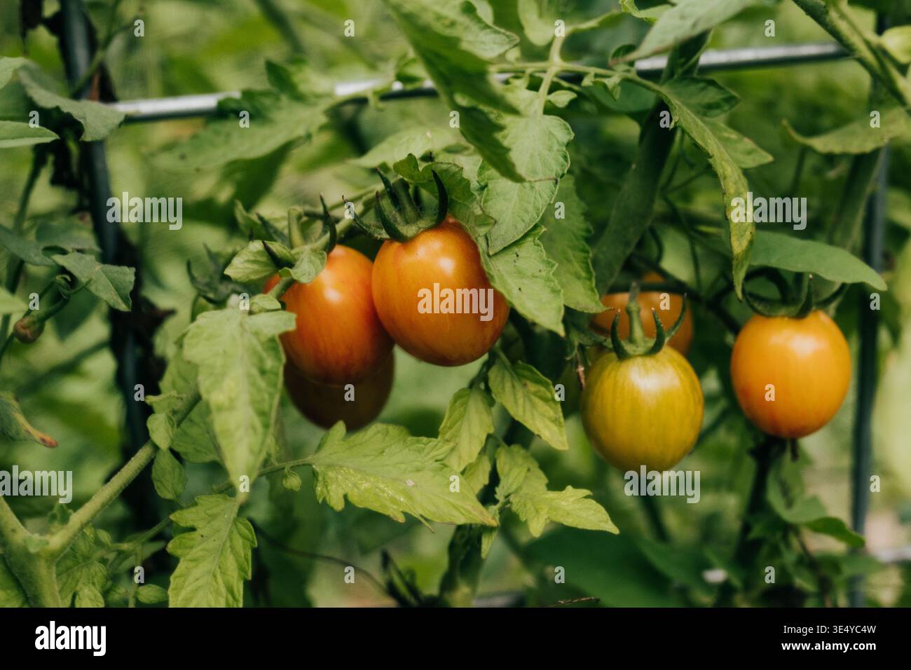 Gros plan des tomates cerises mûrissant sur la vigne dans le jardin de l'arrière-cour Banque D'Images