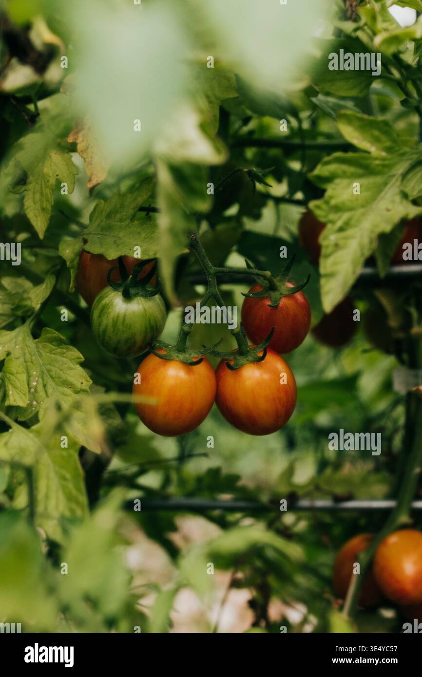 Les tomates cerises mûrissent sur la vigne dans le jardin de l'arrière-cour la nuit d'été Banque D'Images