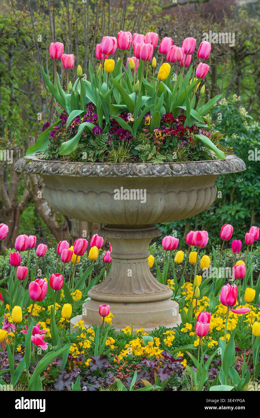 Urne vintage classique, plantée de tulipes à fleurs printanières et de pansies, et sous-plantée de tulipes et de fleurs de mur jaunes Banque D'Images
