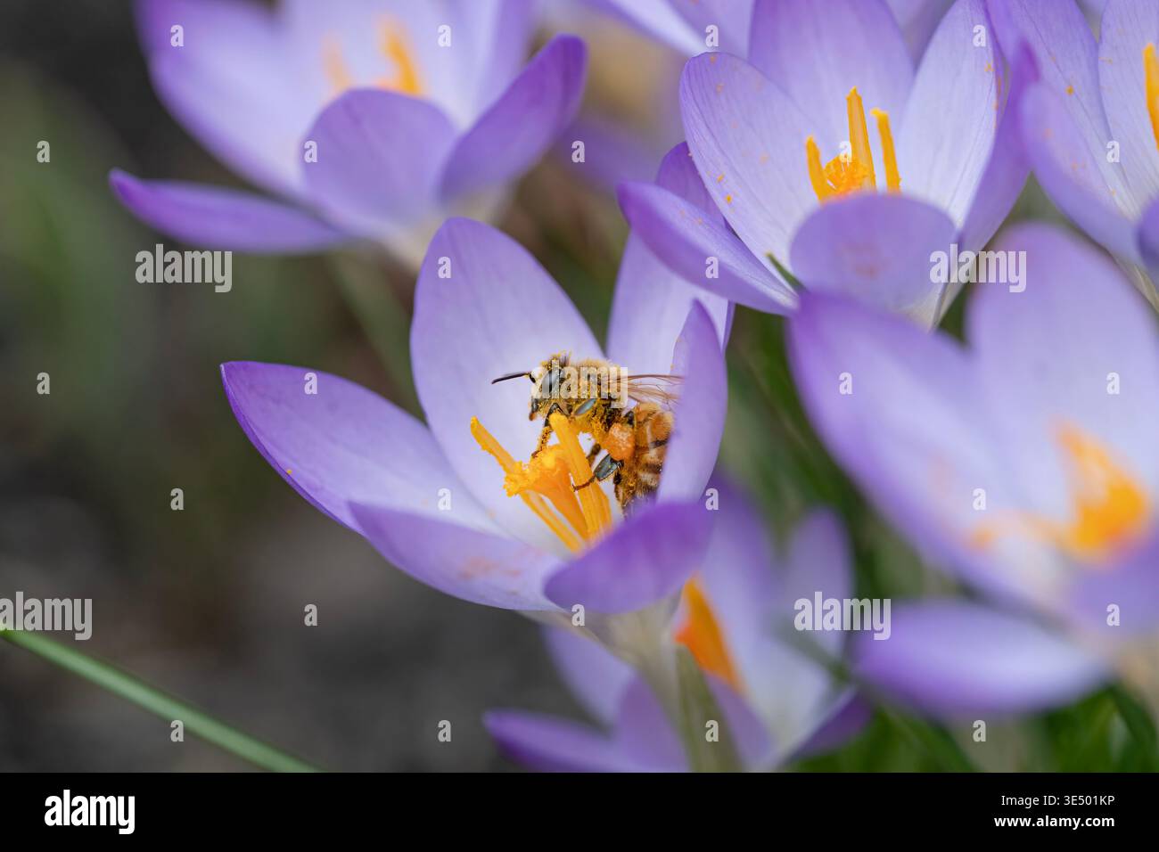 Abeille couverte de pollen nichée dans un Crocus Bloom Banque D'Images