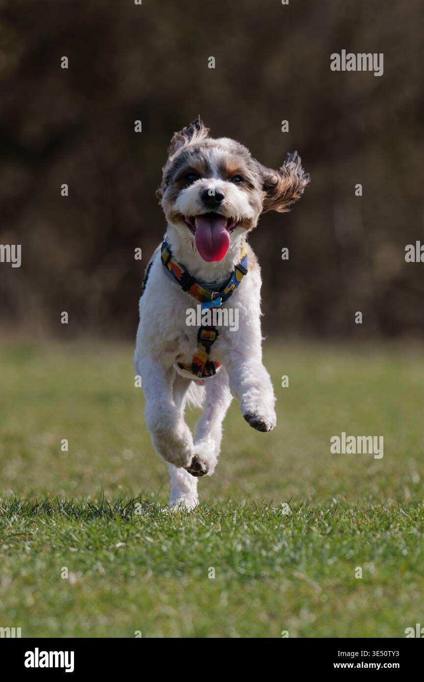 Chien mixte heureux courir et sauter sur un terrain d'herbe verte Banque D'Images
