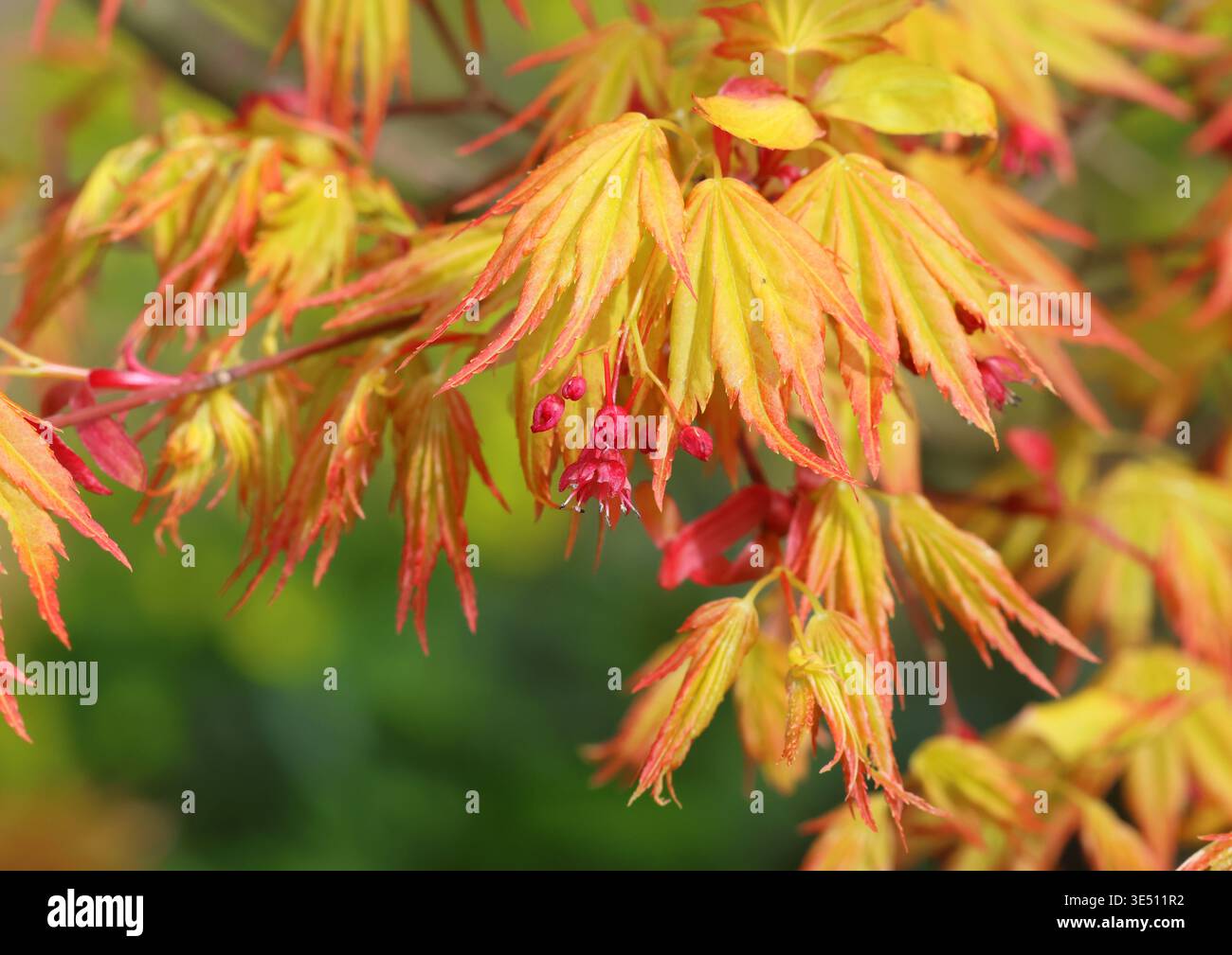 Gros plan sur le feuillage printanier d'Acer palmatum. Banque D'Images