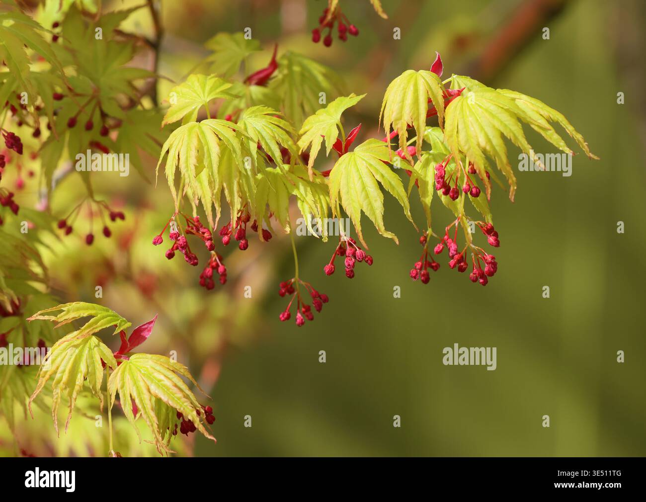 Gros plan sur le feuillage printanier d'Acer palmatum. Banque D'Images
