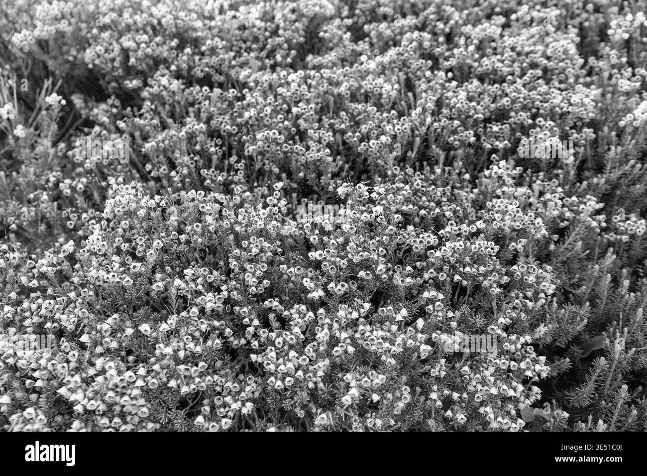 Fleur de prairie de bruyère rose de montagne. Prairie avec fleur sauvage de fleur de bruyère de montagne dans la nature. Nature estivale. Plante à fleurs. Fleur dans la nature Banque D'Images