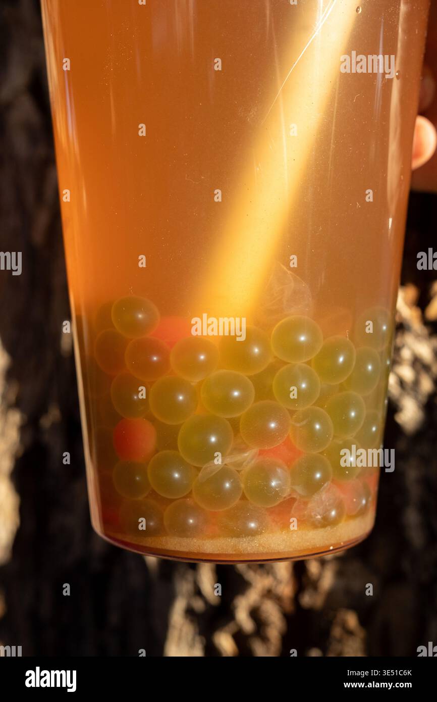 Gros plan des perles vertes de boba dans la tasse Banque D'Images