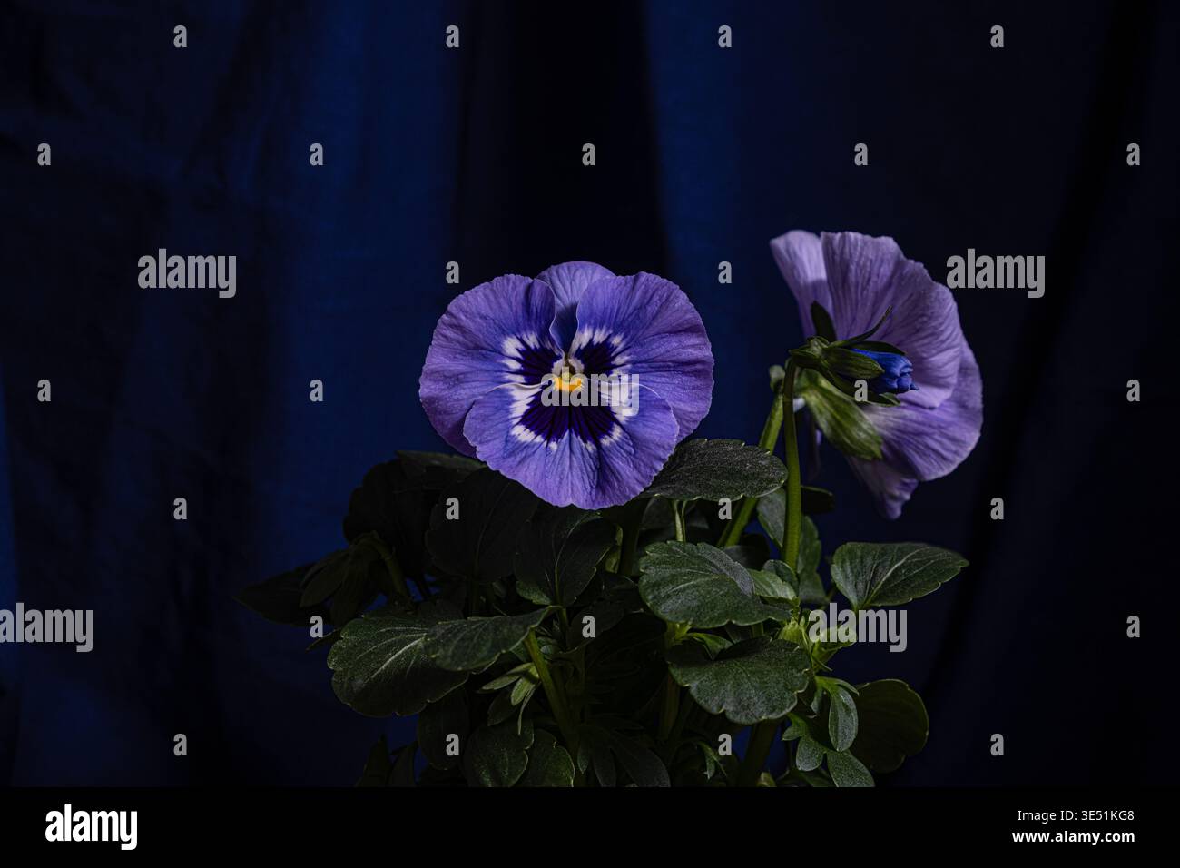 Deux pansies violettes florissantes avec des centres jaunes et des feuilles vertes sur fond texturé bleu marine profond. Contraste de couleurs riche, éclairage de studio, élégant Banque D'Images