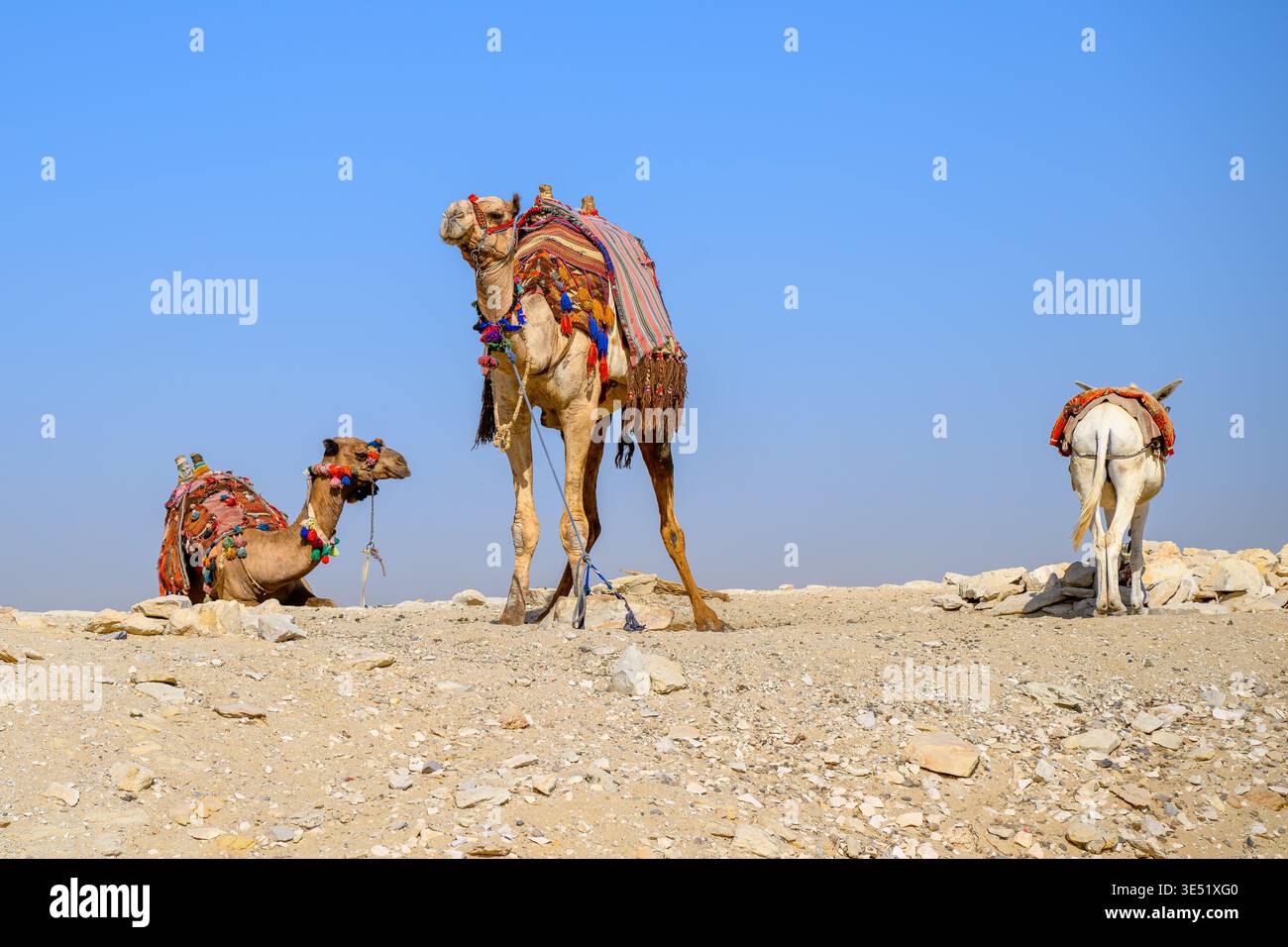 Deux chameaux et un âne avec des selles et des brides sur une petite colline de sable près du complexe des pyramides de Gizeh à Gizeh, Égypte. Banque D'Images