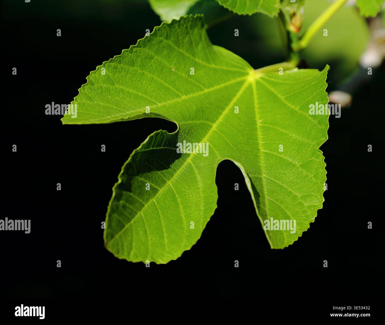 Concept - fraîcheur / vie verte / environnement. Jeunes feuilles de figuier bio fraîches poussant dans la nature. Mise au point peu profonde, fond d'ombre naturelle. Banque D'Images
