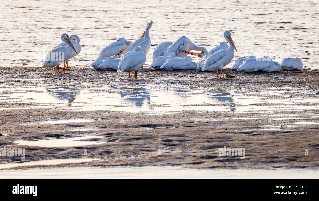 Un groupe de pélicans dans une réserve faunique à Sanibel, en Floride Banque D'Images