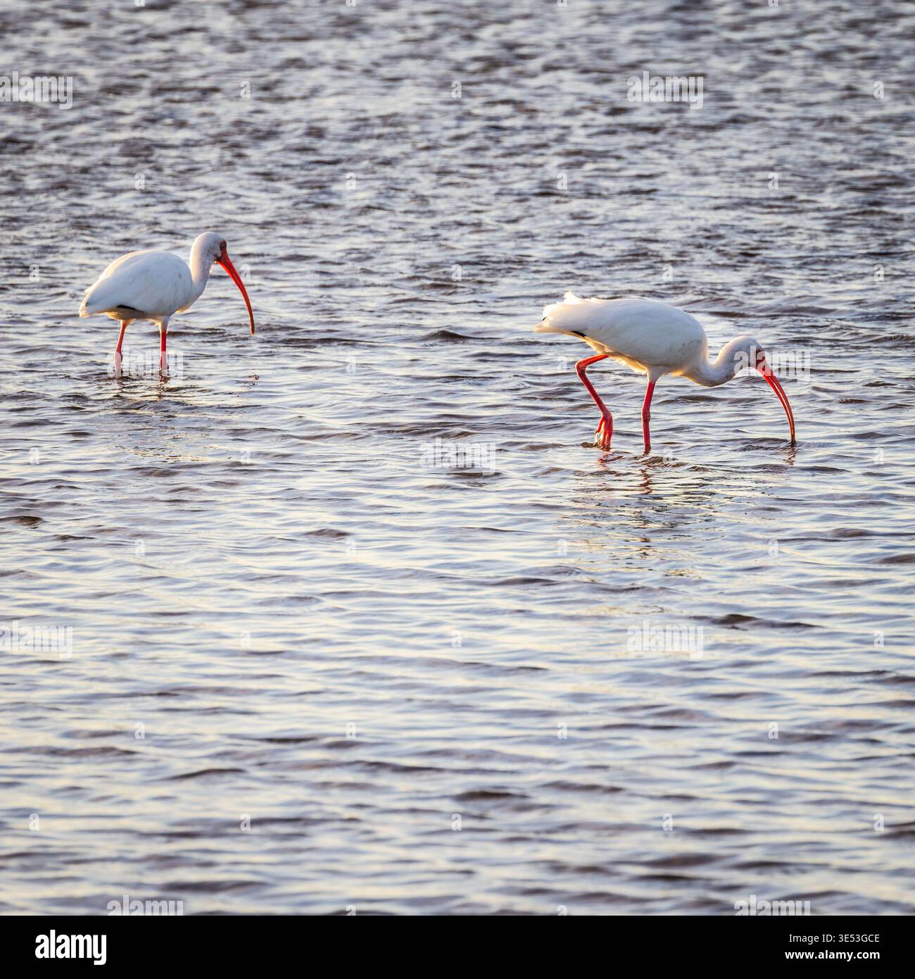 Ibis blanc américain pataugant dans une réserve naturelle de Sanibel, Floride Banque D'Images