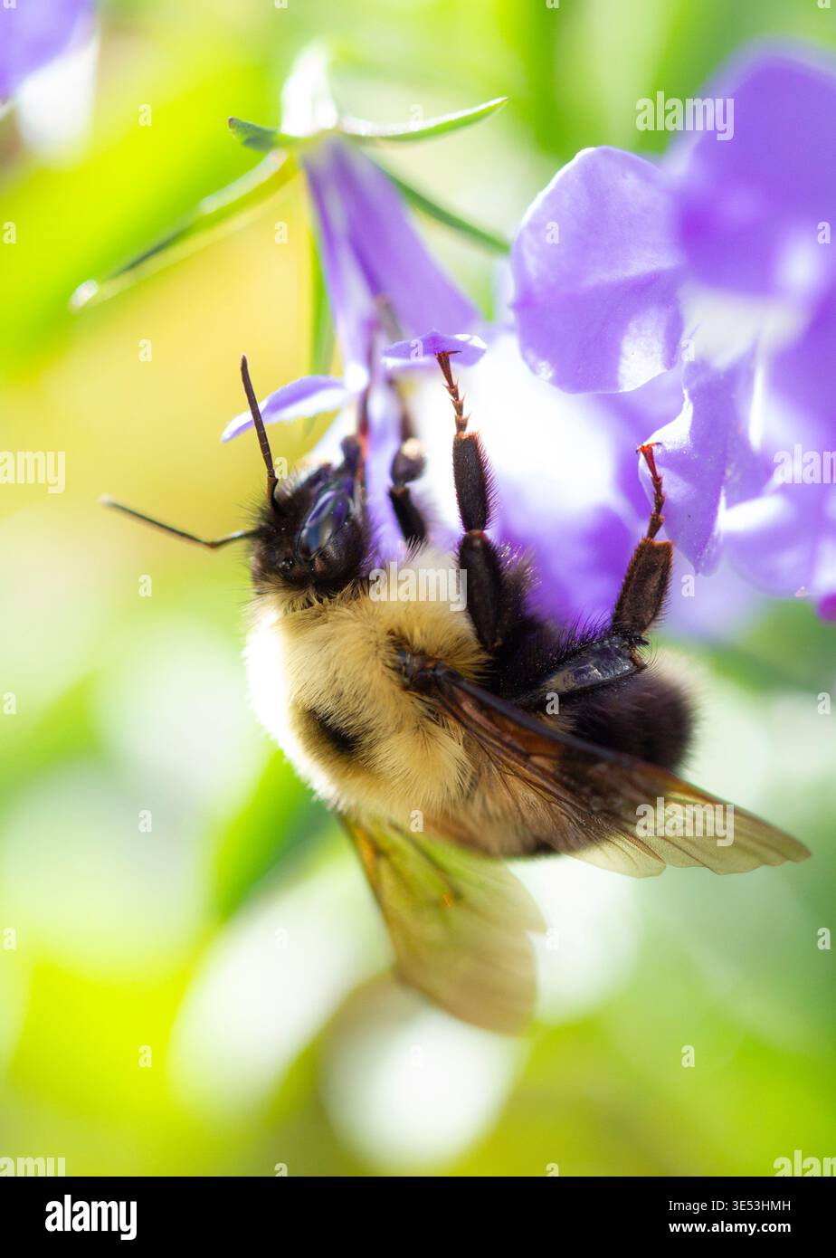 Bourdon sur une fleur violette. Gros plan photo d'un bourdon sur une fleur violette dans une lumière douce et chaude. Banque D'Images