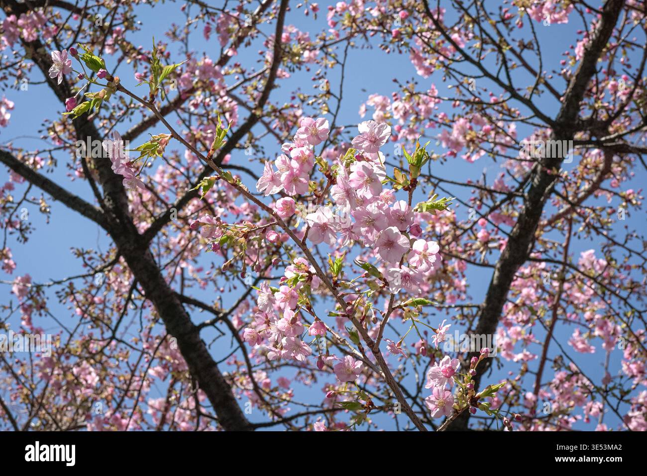 Cerisier en fleurs contre le ciel bleu. Le printemps arrive. Tokyo, Japon. Banque D'Images