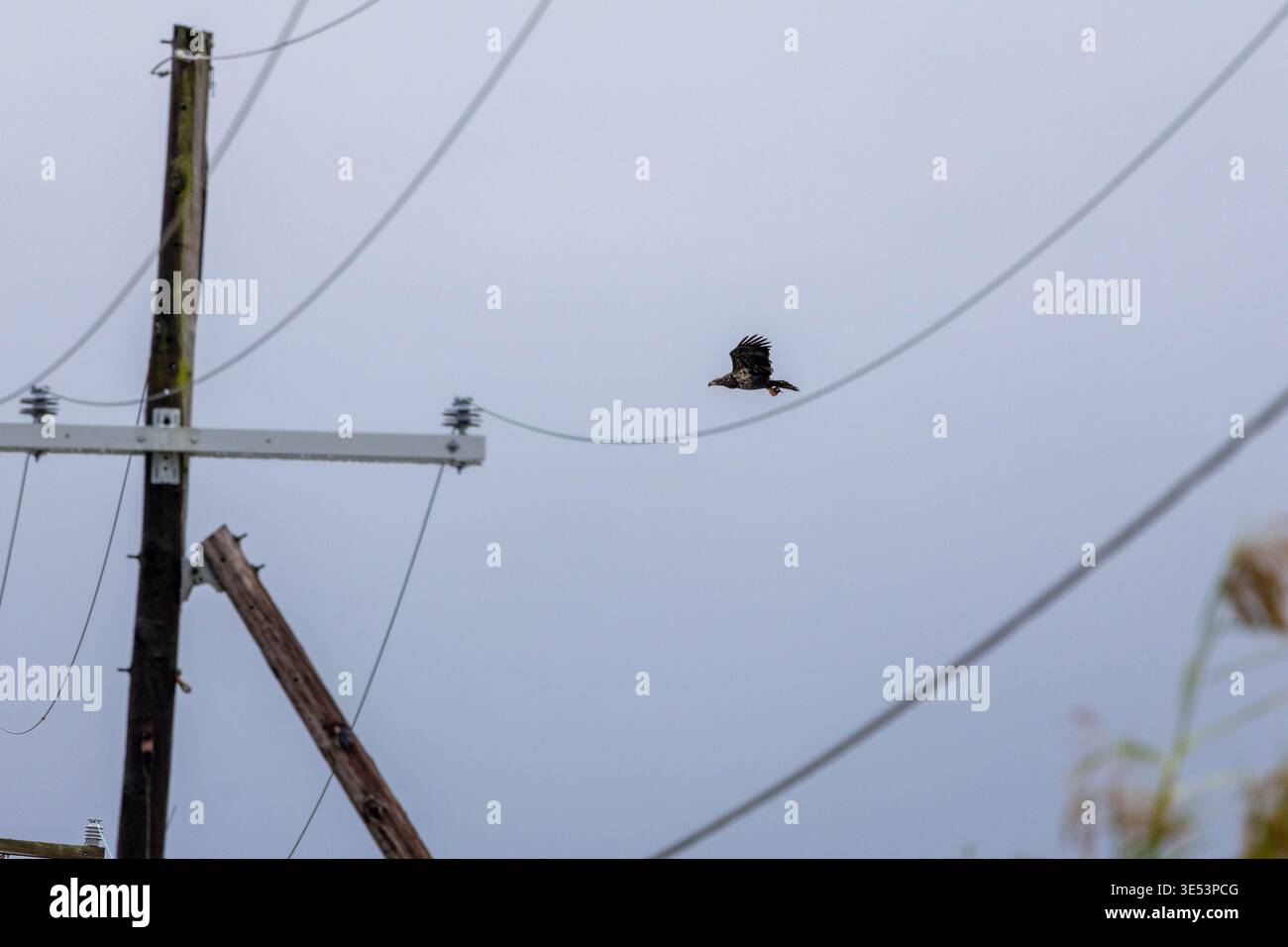 Aigle chauve juvénile perché au sommet d'un poteau utilitaire en bois contre un ciel gris Banque D'Images