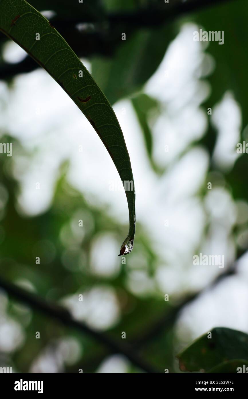 Une seule goutte de pluie suspendue à partir d'une feuille verte incurvée. Macro gros plan d'une mince feuille verte avec une gouttelette d'eau claire suspendue à sa pointe. Banque D'Images