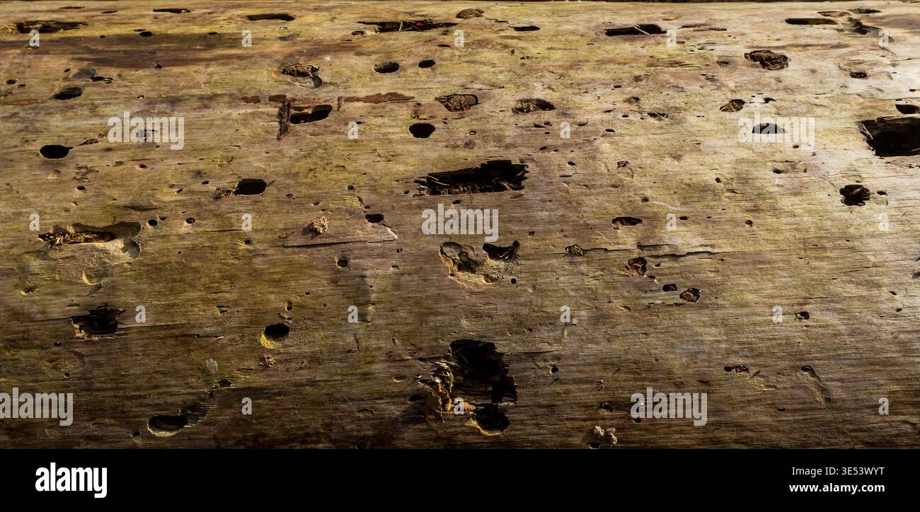 Vue des trous et des textures dans une bûche en pourriture Banque D'Images