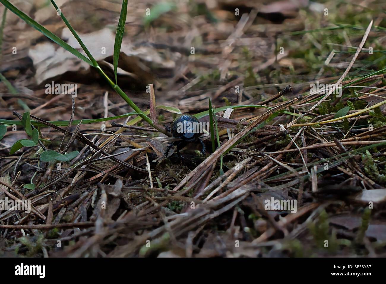 Vue macro d'un petit coléoptère noir se déplaçant à travers le sol de la forêt parmi l'herbe, les feuilles sèches et le sol au printemps. Lumière naturelle et faible profondeur de champ Banque D'Images
