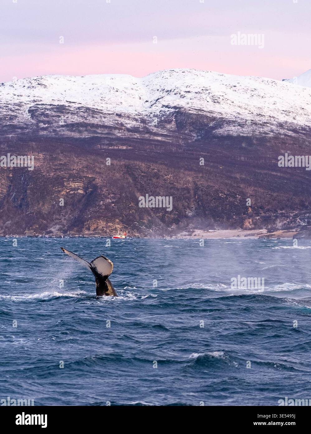Queue de baleine s'élevant au-dessus de la mer Arctique dans le nord de la Norvège Banque D'Images