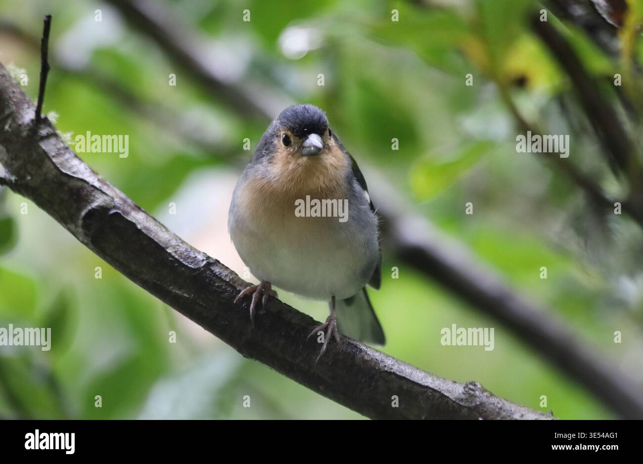 Madeira Chaffinch oiseau, faune - île de Madère, Portugal Banque D'Images