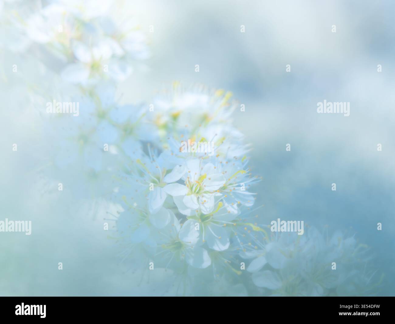 Gros plan de fleurs de printemps avec un fond flou et des couleurs fraîches et vives Banque D'Images