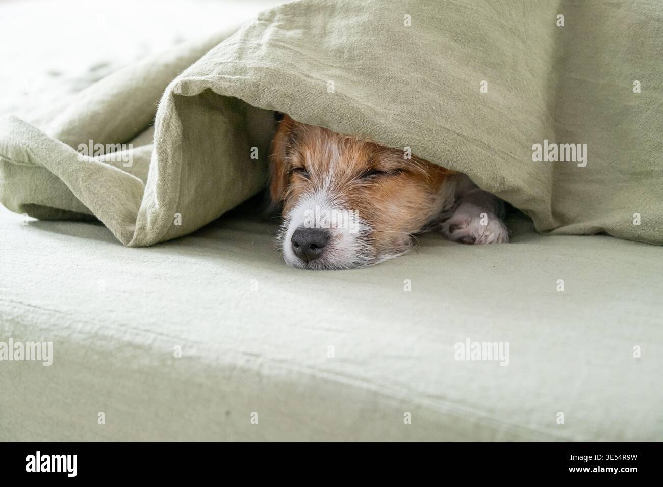 Jack Russell terrier chiot dormant sous une couverture verte sur le lit. Petit chien se reposant dans une chambre confortable. Mignon animal se cachant sous la housse de couette. Animal domestique Banque D'Images