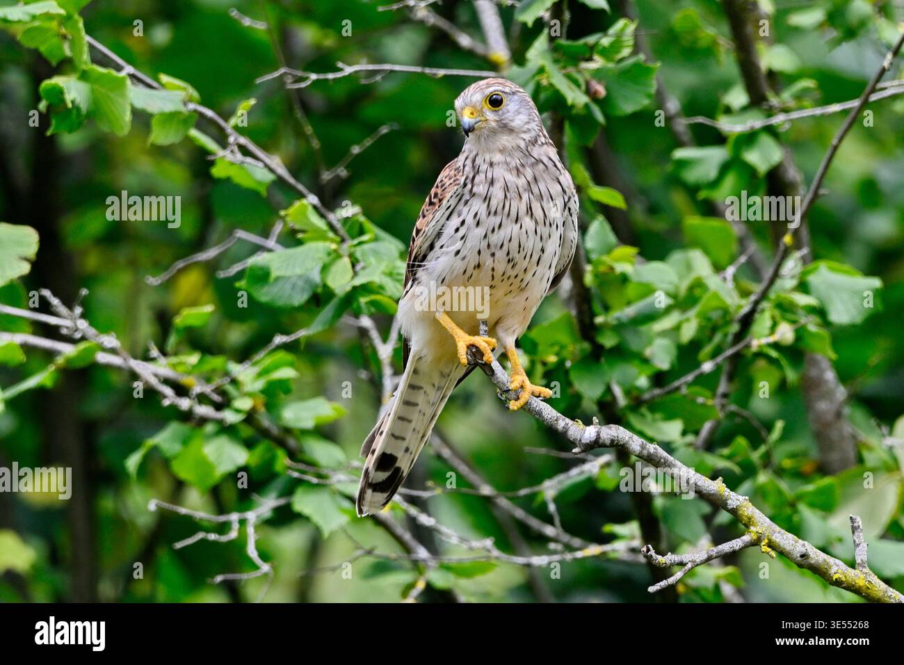 France, Doubs, Cestrel commun (Falco tinnunculus), adulte perché sur une branche Banque D'Images