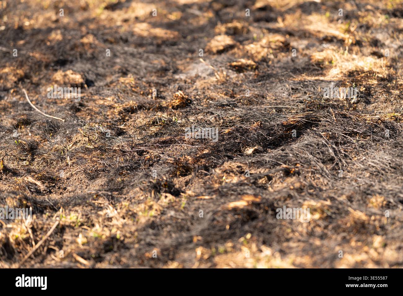 Texture d'herbe de printemps sèche brûlée de près, têtes de graines carbonisées et terre de cendres, lumière dorée chaude, faible profondeur de champ, analyse d'humeur, adapté Banque D'Images
