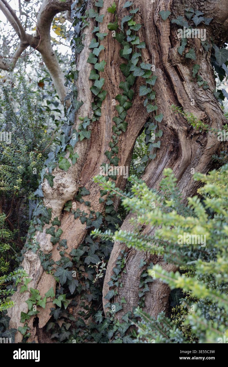 Lierre poussant sur le tronc d'arbre avec texture d'écorce naturelle, fond de feuillage vert Banque D'Images