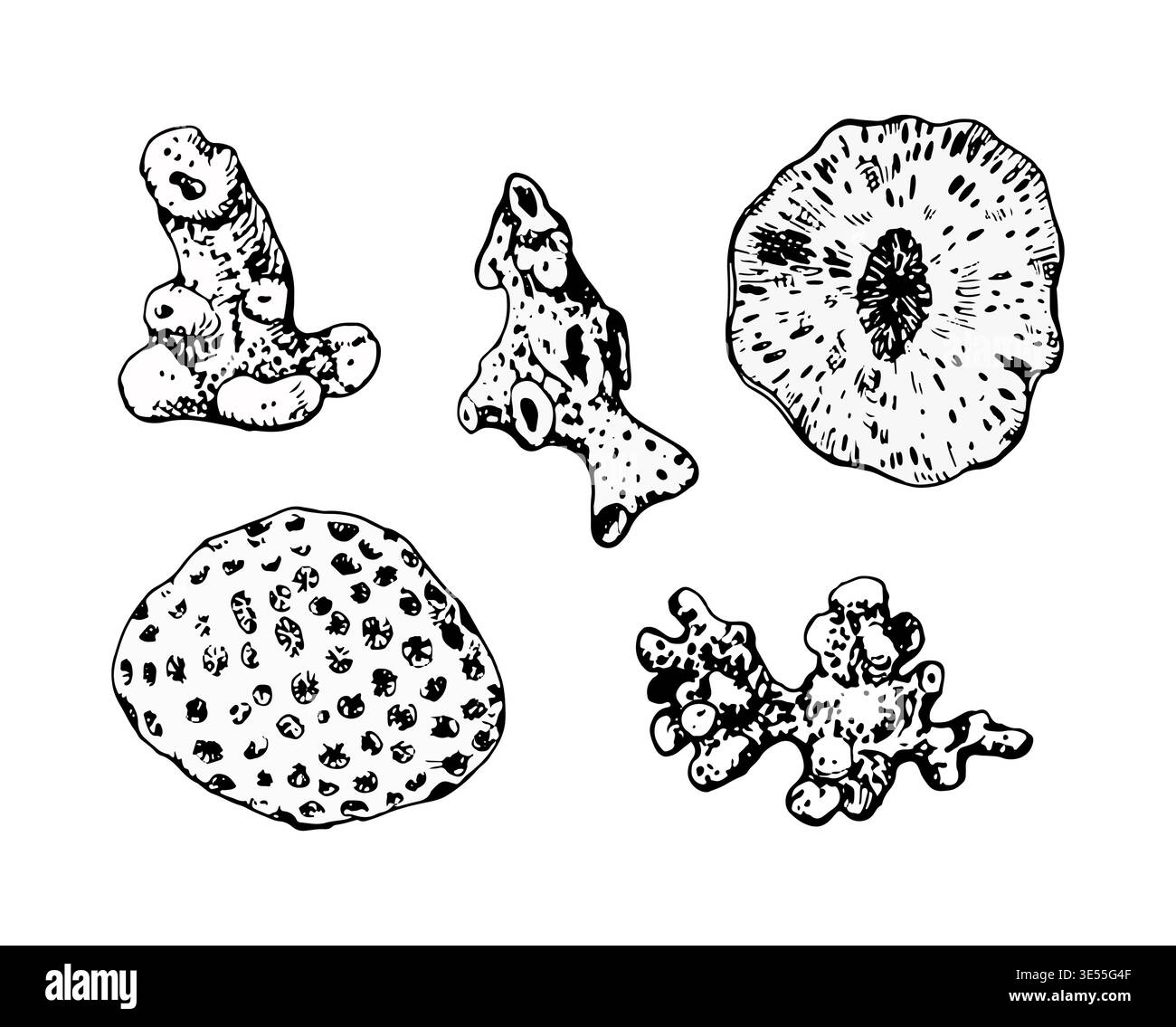 Ensemble d'illustrations vectorielles noires de coraux, d'éponges et de formes marines. Style d'encre dessiné à la main avec des textures détaillées. Idéal pour la conception marine, les imprimés Illustration de Vecteur