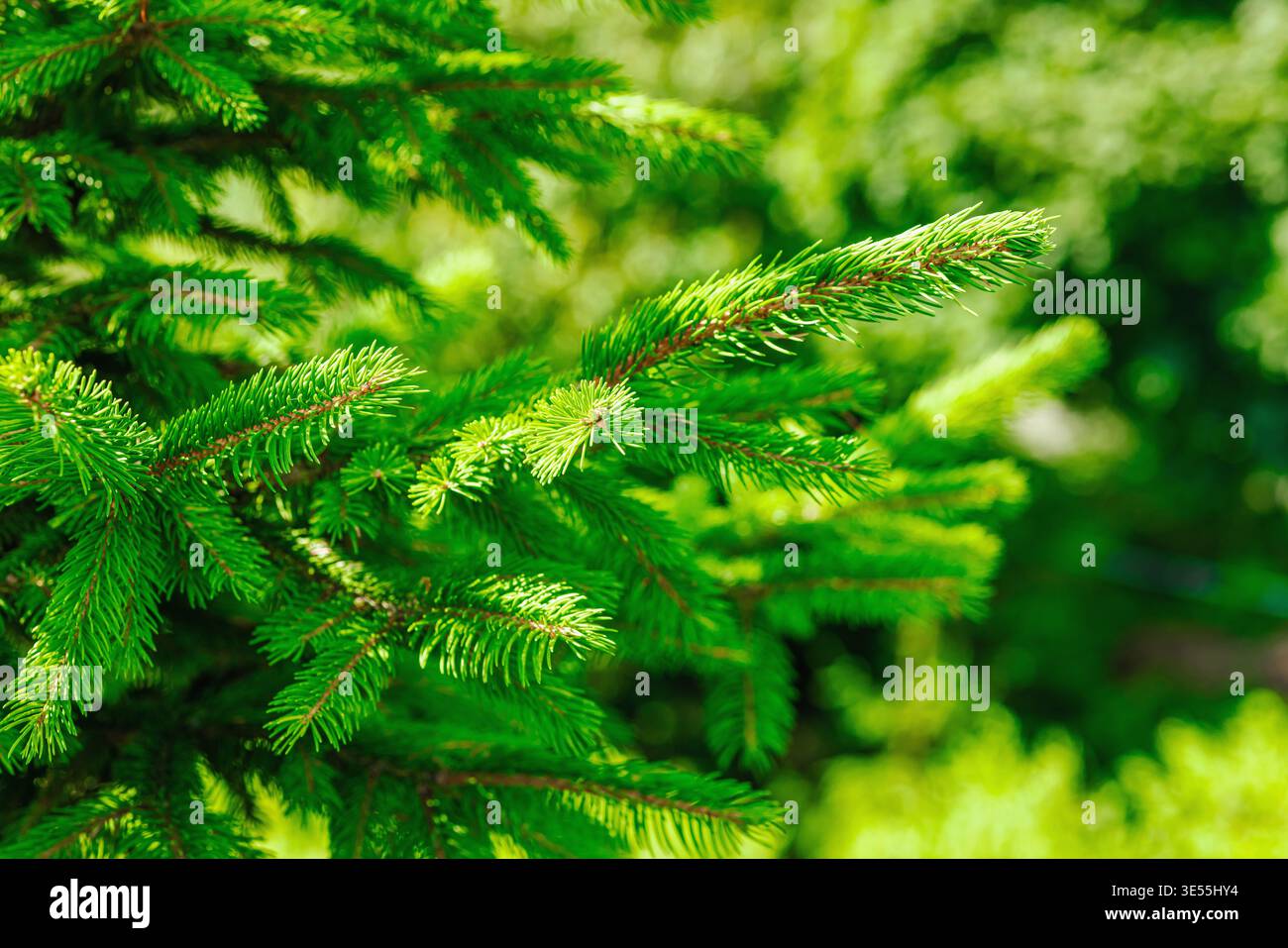 Jeunes branches d'épinette de Norvège (Picea abies) avec des aiguilles fraîches. Macro de conifères à feuilles persistantes pour la foresterie, l'industrie du bois et l'environnement Banque D'Images