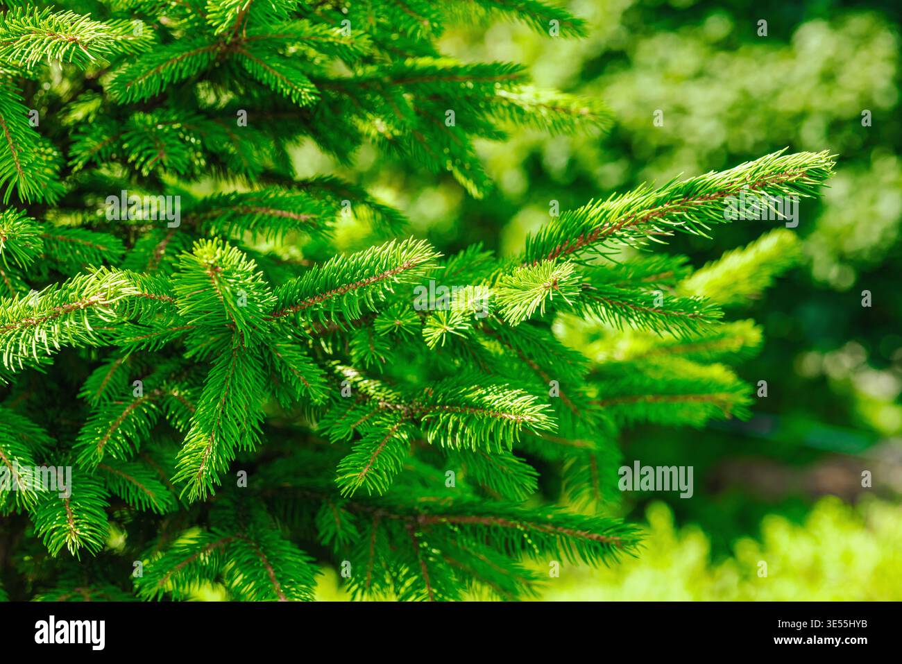 Jeunes branches d'épinette de Norvège (Picea abies) avec des aiguilles fraîches. Macro de conifères à feuilles persistantes pour la foresterie, l'industrie du bois et l'environnement Banque D'Images