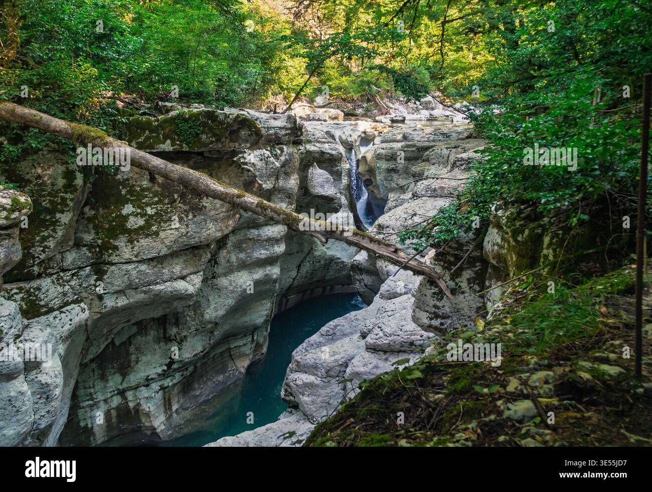 Arbre couvert de mousse enjambant une magnifique gorge rocheuse avec de l'eau turquoise et une forêt verte dense à la lumière du jour Banque D'Images