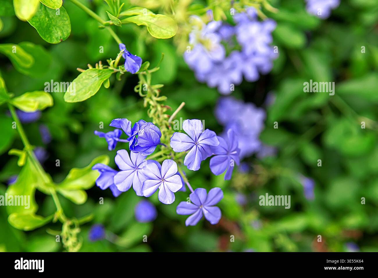 Plumbago auriculata avec de délicates fleurs bleues et violettes, focus sélectif sur le premier plan fleurit sur fond de feuillage vert flou. Capture Banque D'Images