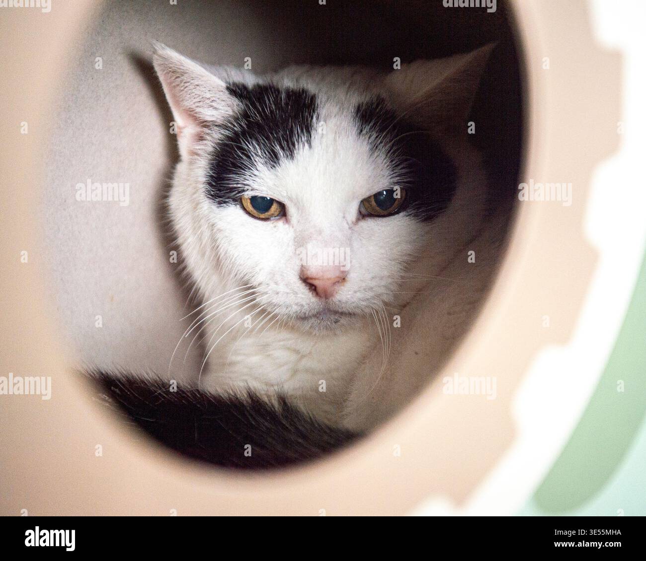 chat caché dans son lit Banque D'Images