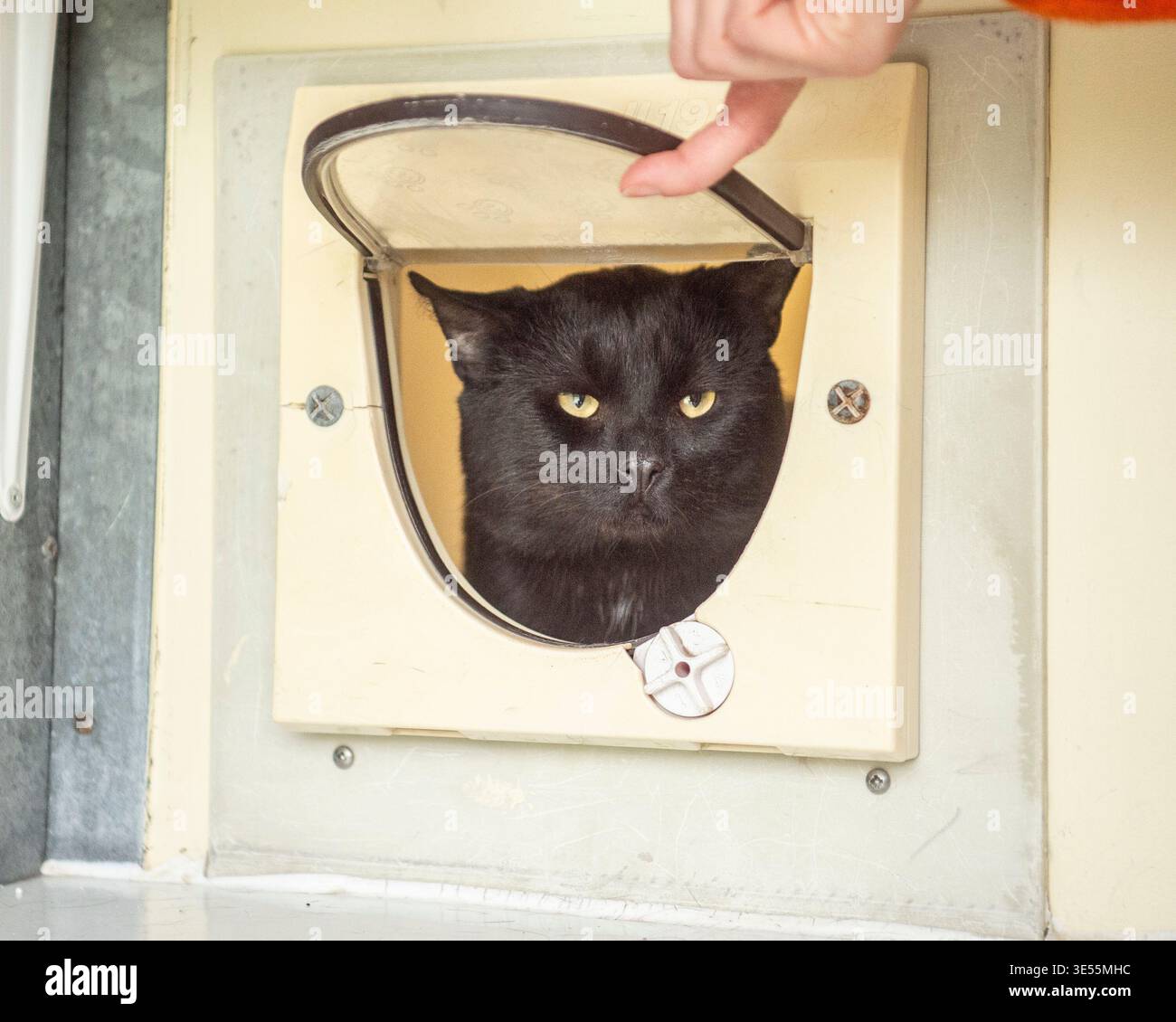 propriétaire apprenant à un chat comment utiliser un rabat pour chat Banque D'Images