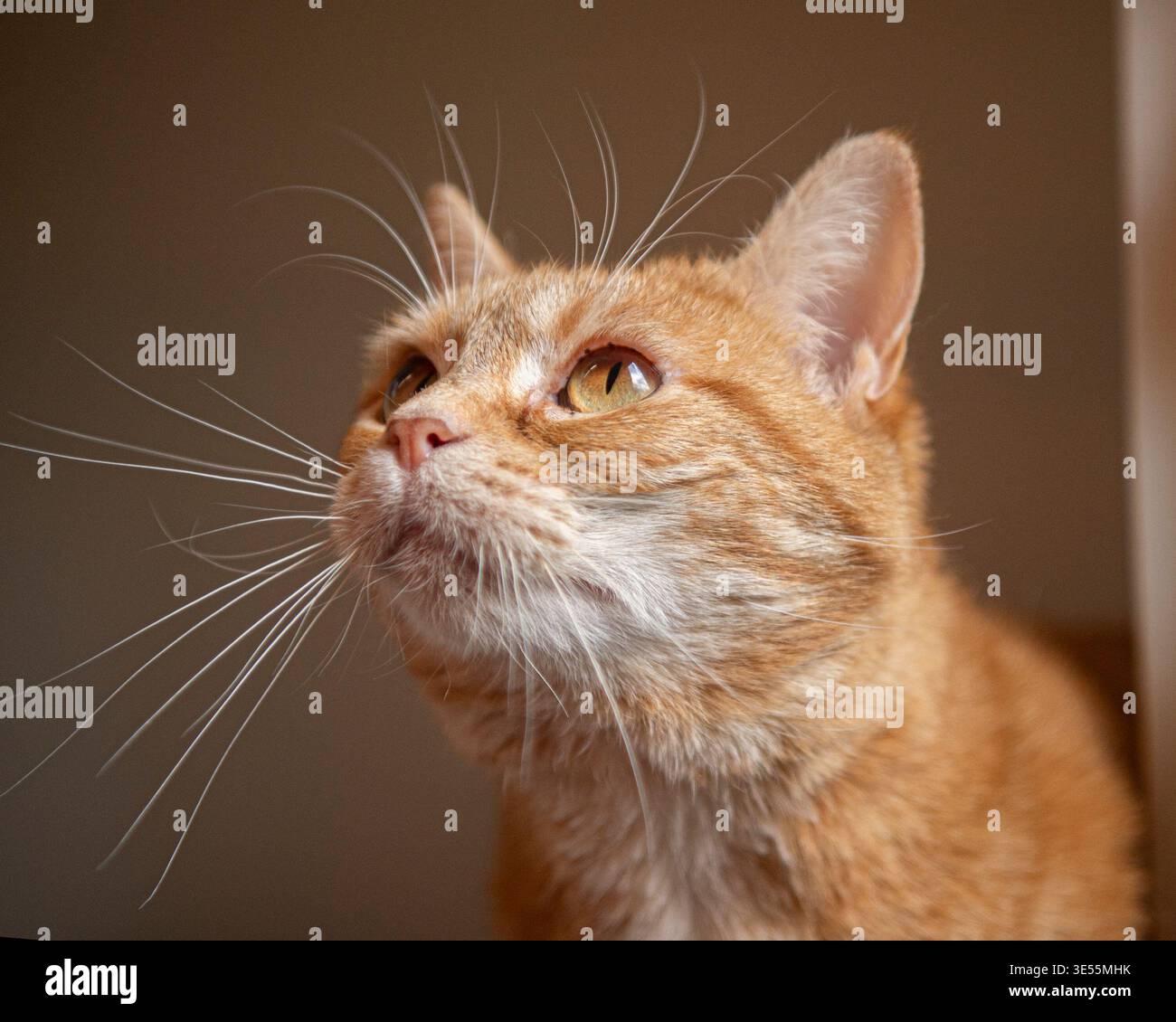 Le gingembre cat looking up Banque D'Images