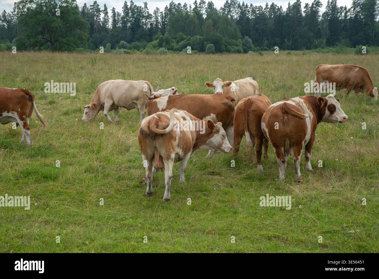 Un groupe de vaches qui paissent et se tiennent debout dans un pâturage vert luxuriant par une journée nuageuse, avec un fond de forêt et une atmosphère de campagne paisible. Banque D'Images
