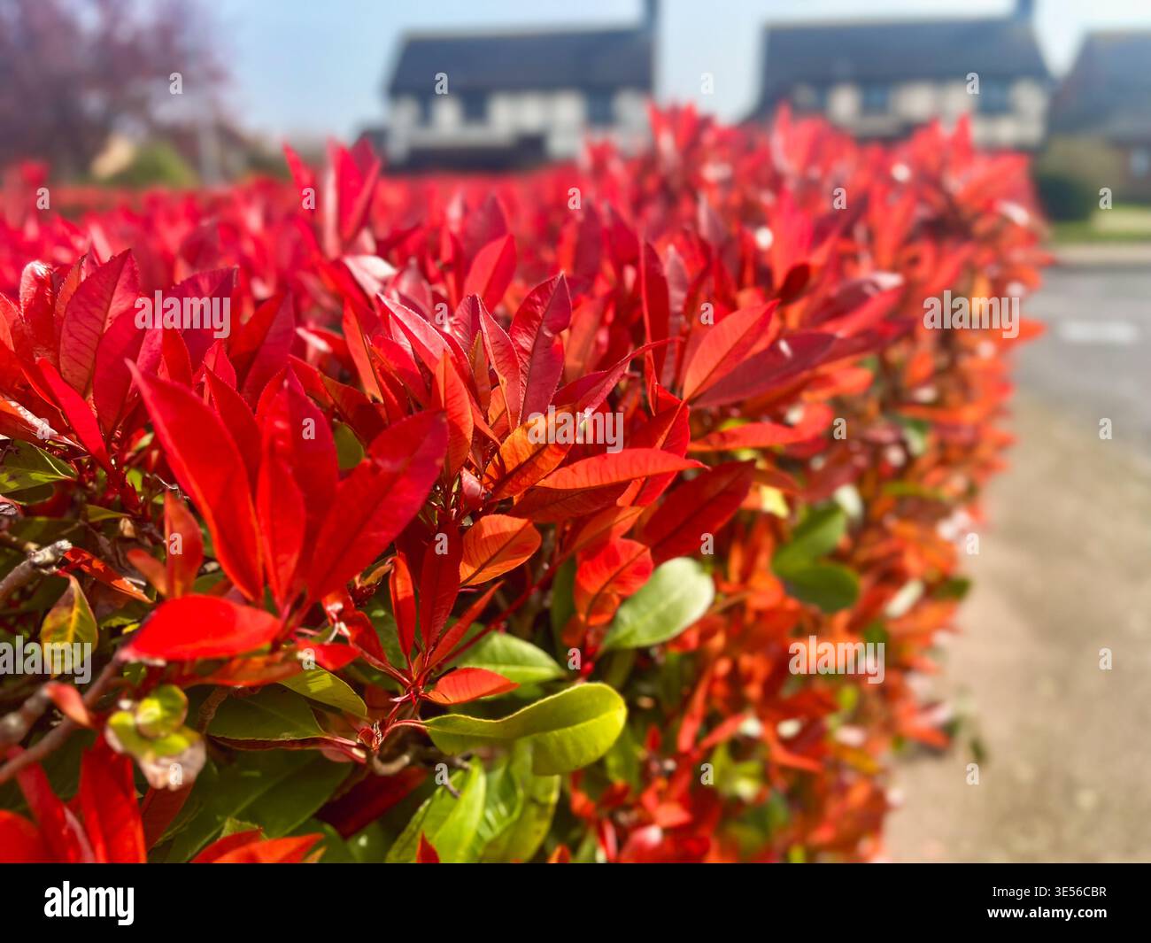 Focus peu profond sur une haie Red Robin au début du printemps au Royaume-Uni. La haie est le long du bord d'un jardin dans un quartier résidentiel avec maison de style Tudor - Image de stock capturée avec un smartphone