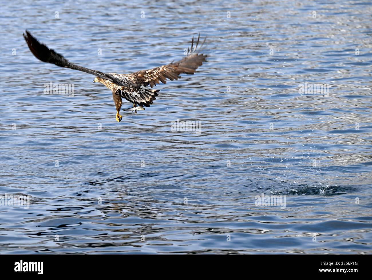 Aigle à queue blanche en vol, Rausu, péninsule de Shiretoko, île de Hokkaido, Japon. Banque D'Images