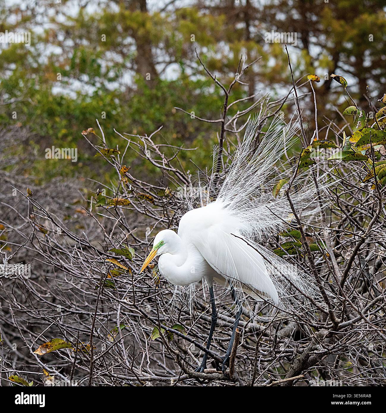 Aigrette neigeuse Banque D'Images