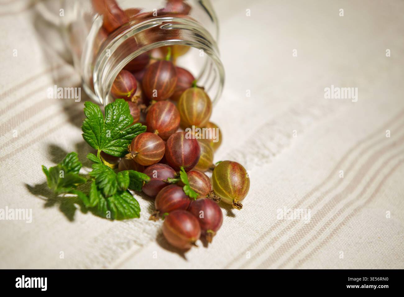 Vue macro de groseilles à maquereau renversant du pot avec des feuilles vertes. Texture détaillée des baies fraîches, concept d'aliments biologiques naturels. Banque D'Images